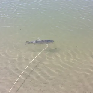 Striper 21 inches