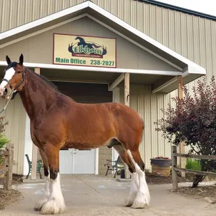 Clydesdales visit June of 2018