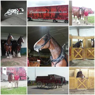 Clydesdales visit June of 2018