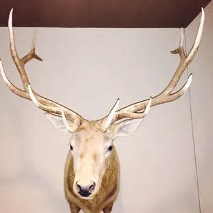 The mascot