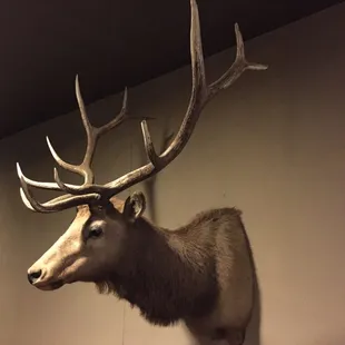 The Elk!