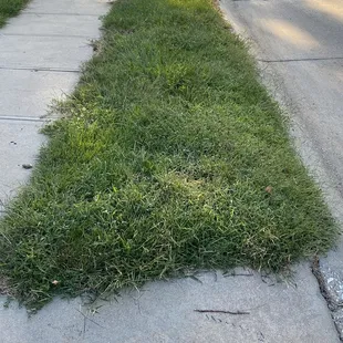 Lack of progress with 6 step "weed program", pictures are taken over 5 month period.