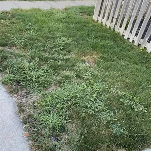 Lack of progress with 6 step "weed program", pictures are taken over 5 month period.