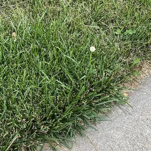 Lack of progress with 6 step "weed program", pictures are taken over 5 month period.