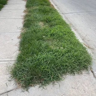 Lack of progress with 6 step "weed program", pictures are taken over 5 month period.