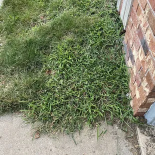 Lack of progress with 6 step "weed program", pictures are taken over 5 month period.