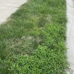 Lack of progress with 6 step "weed program", pictures are taken over 5 month period.