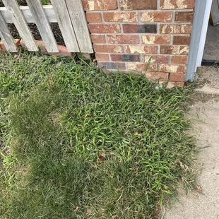 Lack of progress with 6 step "weed program", pictures are taken over 5 month period.