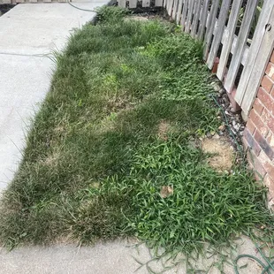 Lack of progress with 6 step "weed program", pictures are taken over 5 month period.