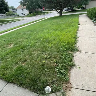 Lack of progress with 6 step "weed program", pictures are taken over 5 month period.