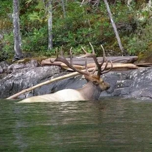 an elk swimming in the water