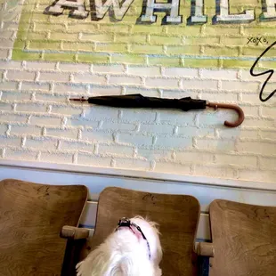 STAY AWHILE wall sign and Vintage hard wood theater seating at entryway that Fendi didn&apos;t find comfy and didn&apos;t stay awhile lol