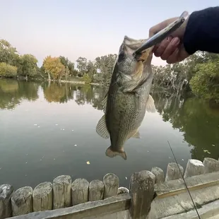 LARGEMOUTH BASS