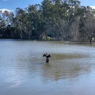 Happy bird stretching out