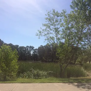 Reading Gopnik in the New Yorker-- what a fine and funny mind