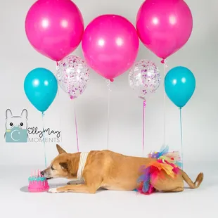 Vixen&apos;s 10th Barkday - Dog Birthdays are the best!
