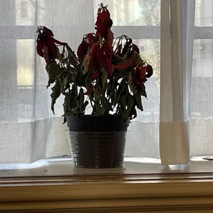 Dead plant