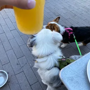 Mimosas &amp; Puppies - Love brunch @ Elly&apos;s