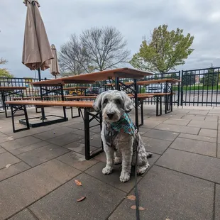 Dog-friendly patio.