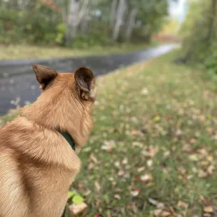 Path heading toward the bike trail parking