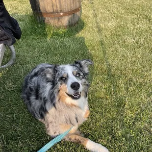 a dog sitting in the grass