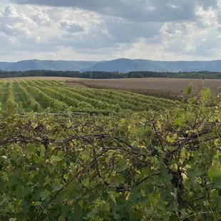rows of grape vines in the foreground
