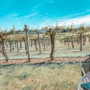 View of the vineyard from our table