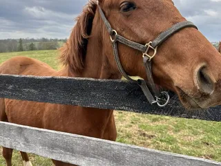 Mill Ridge Farm