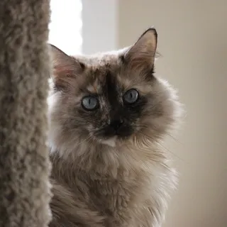 Toni H.