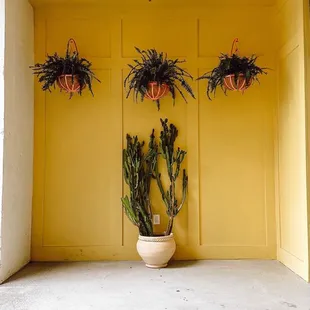 a yellow room with potted plants