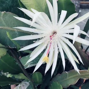 a white flower with a red center
