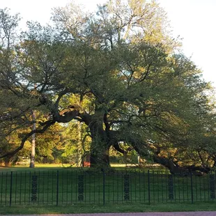 Emancipation Oak
