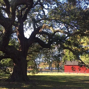 Emancipation Oak and red house