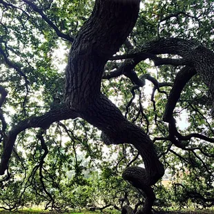 The branches touch the ground