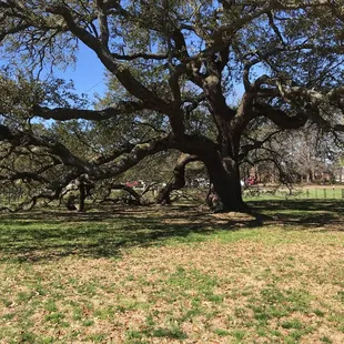 The Emancipation Oak where Abraham Lincoln read the Emancipation Proclamation