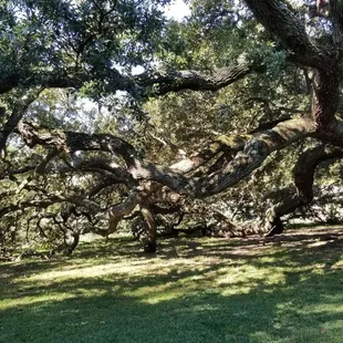 Look at the branches