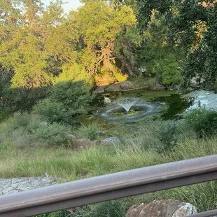 Scenery on the patio!