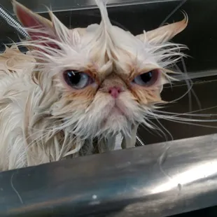 One of my most difficult cats in a salon....well she was a completely different cat in the trailer. Just me and Rani and some Johnny Cash.