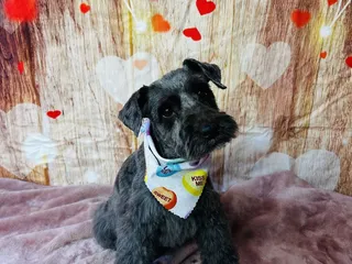 What the Pup Dog Grooming