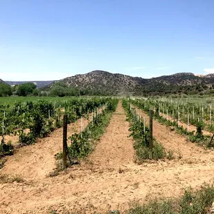 rows of vines