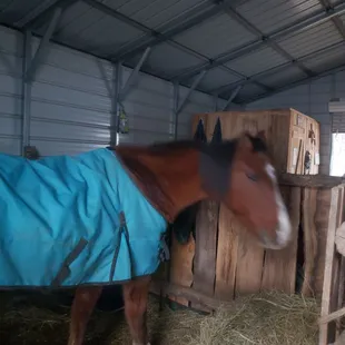 Fiki, our senior citizen therapy horse.