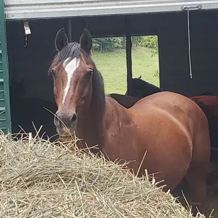 Guppy, one of our therapy horses. Gentle with tons of personality!