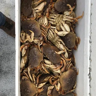 The oceans bounty of