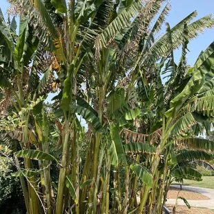 Banana Tree