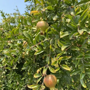 Pomegranates