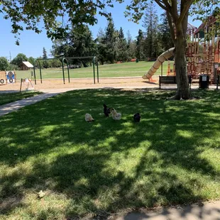 chickens near the playground