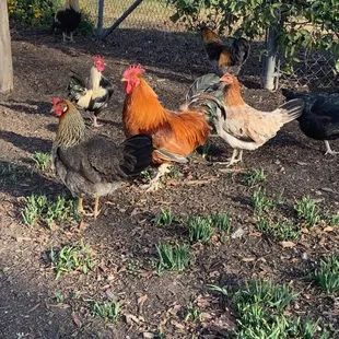 more chickens! they're everywhere