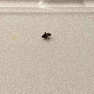 a fly on the floor