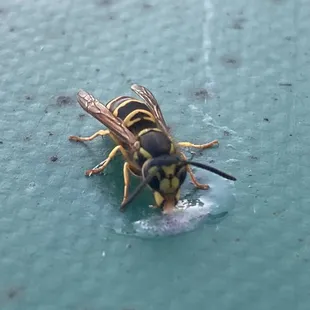 Even the bees love their ice cream!
