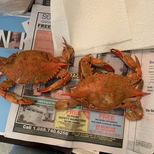  two crabs on a newspaper